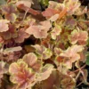 Purpurglöckchen Miracle ® - Farbe fürs ganze Jahr