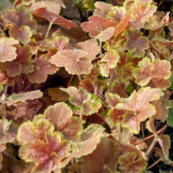 Purpurglöckchen Miracle ® - Farbe fürs ganze Jahr
