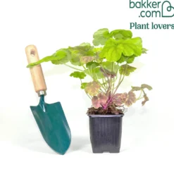 Purpurglöckchen Miracle ® - Farbe fürs ganze Jahr