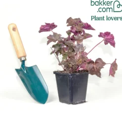 Purpurglöckchen 'Palace Purple' - Farbe im Beet das ganze Jahr