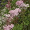 Purpur-Mädesüß ‘Elegans’ - Rosa Blütenwolken im Beet