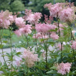 Purpur-Mädesüß ‘Elegans’ - Rosa Blütenwolken im Beet
