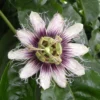 Purpur-Passionsblume - Exotik und Ernte in einem