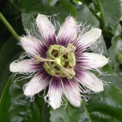 Purpur-Passionsblume - Exotik und Ernte in einem