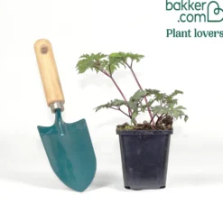 Purpur-Silberkerze ‘Atropurpurea’ - Duft und Farbe im Herbst