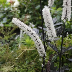 Purpur-Silberkerze ‘Atropurpurea’ - Duft und Farbe im Herbst