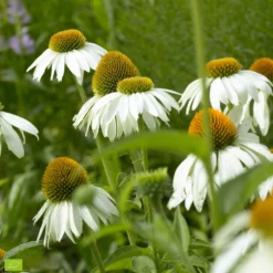 Purpursonnenhut 'Alba' - Weiße Blüten den ganzen Sommer