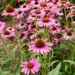 Purpur-Sonnenhut Augustkönigin - Rosa Blüten den ganzen Sommer