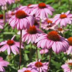 Purpur-Sonnenhut - Rosa Blüten den ganzen Sommer