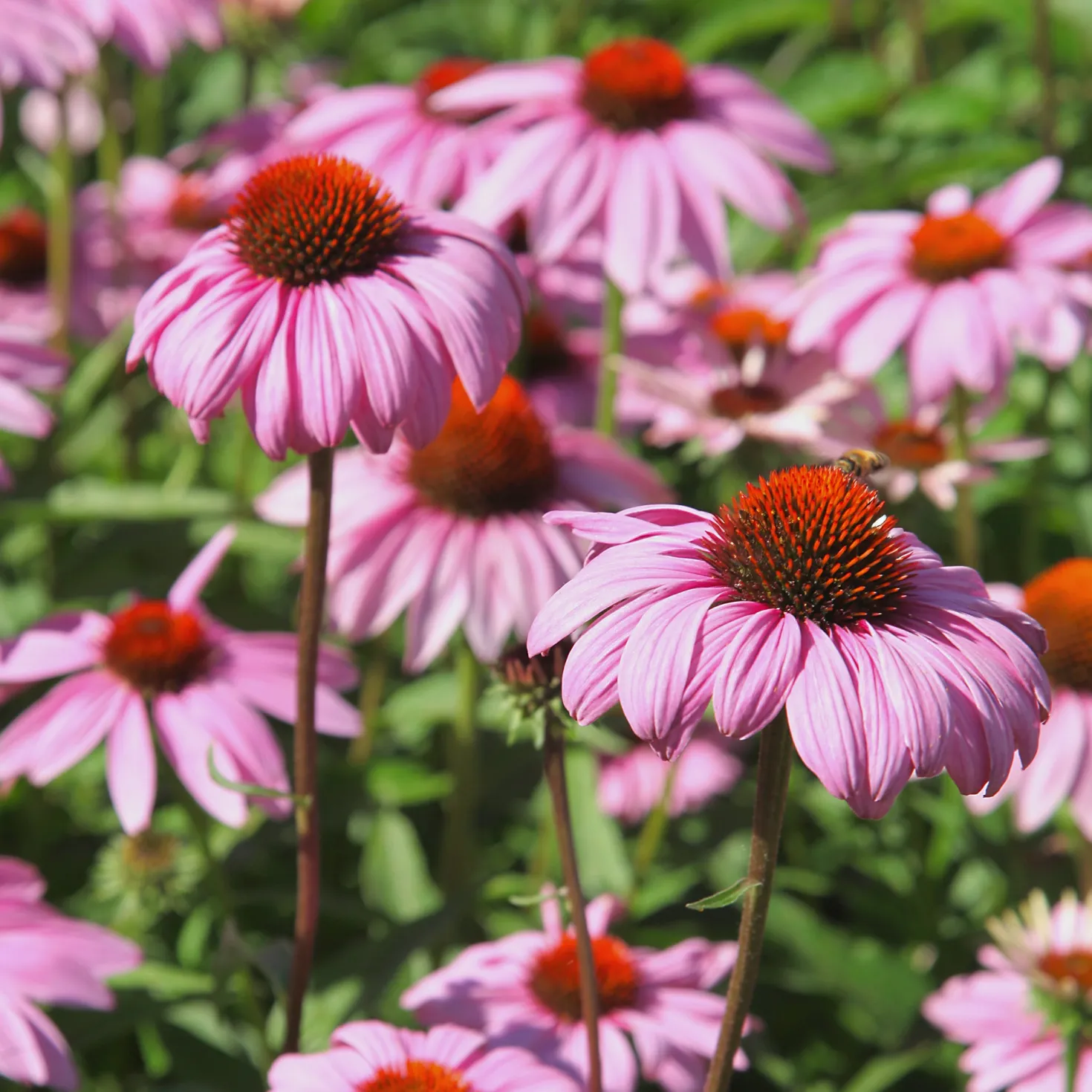 Purpur-Sonnenhut - Rosa Blüten den ganzen Sommer