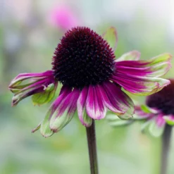 Purpur-Sonnenhut Sweet Sandia - Fuchsia-Blüten den ganzen Sommer
