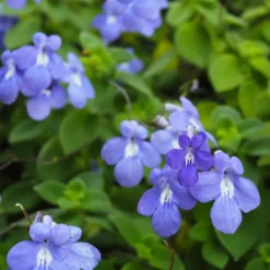 Purpur-Streptocarpus - Wochenlang blau in Blüte