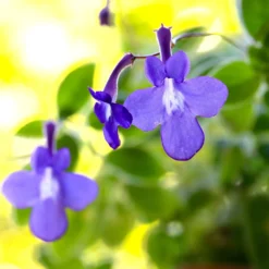 Purpur-Streptocarpus - Wochenlang blau in Blüte