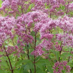Purpur-Wasserdost ‘Atropurpureum’ - Bienenmagnet im Beet