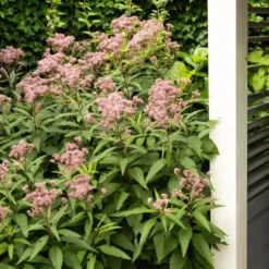 Purpur-Wasserdost ‘Atropurpureum’ - Bienenmagnet im Beet