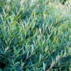 Purpur-Weide - Schnelle Hecke, wenig Aufwand