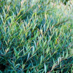 Purpur-Weide - Schnelle Hecke, wenig Aufwand