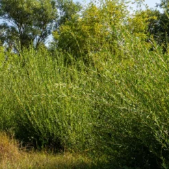 Purpur-Weide - Schnelle Hecke, wenig Aufwand