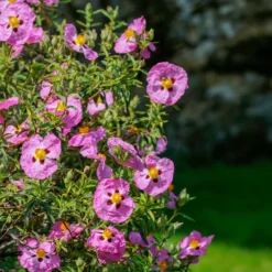 Purpur-Zistrose - Mediterran blühen leicht gemacht