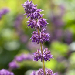Quirlblütiger Salbei ‘Purple Rain’ - Blüht wochenlang violett