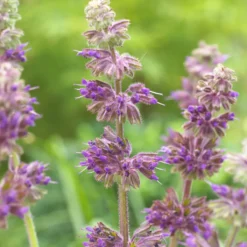Quirlblütiger Salbei ‘Purple Rain’ - Blüht wochenlang violett