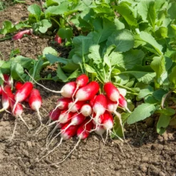 Radieschen Bamba - Erntereif in vier Wochen