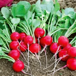 Radieschen ‘Cerise’ - Ernte in 3 Wochen