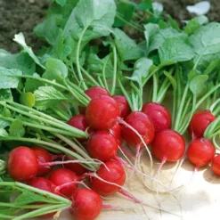 Radieschen ‘Cerise’ - Ernte in 3 Wochen