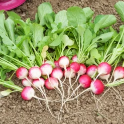 Radieschen ‘National 3’ - In 4 Wochen erntereif