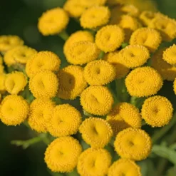 Rainfarn - Goldgelbe Blüten ohne Mühe