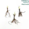 Raketenblumen Mischung (x3) - Flammende Farben im Beet