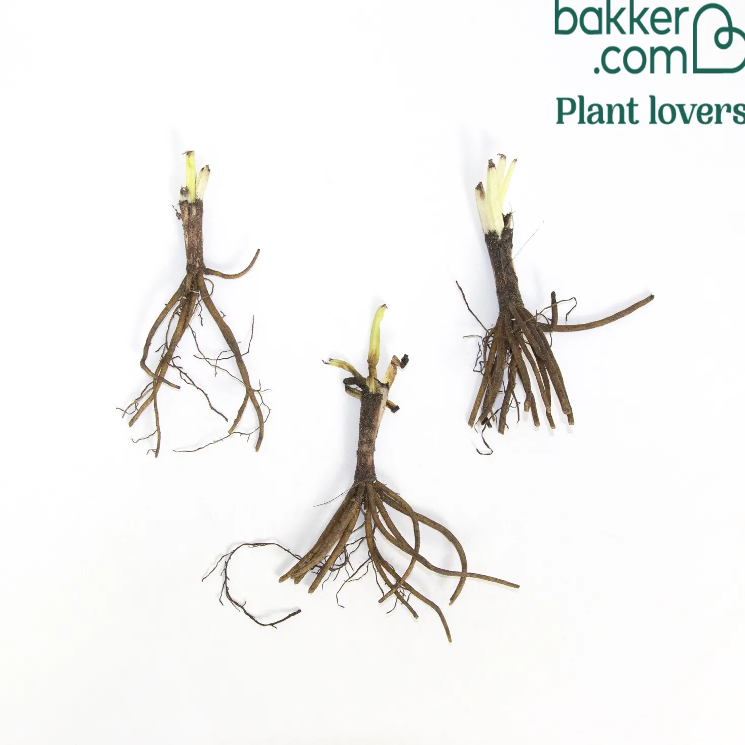 Raketenblumen Mischung (x3) - Flammende Farben im Beet