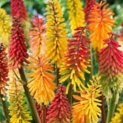 Raketenblumen Mischung (x3) - Flammende Farben im Beet