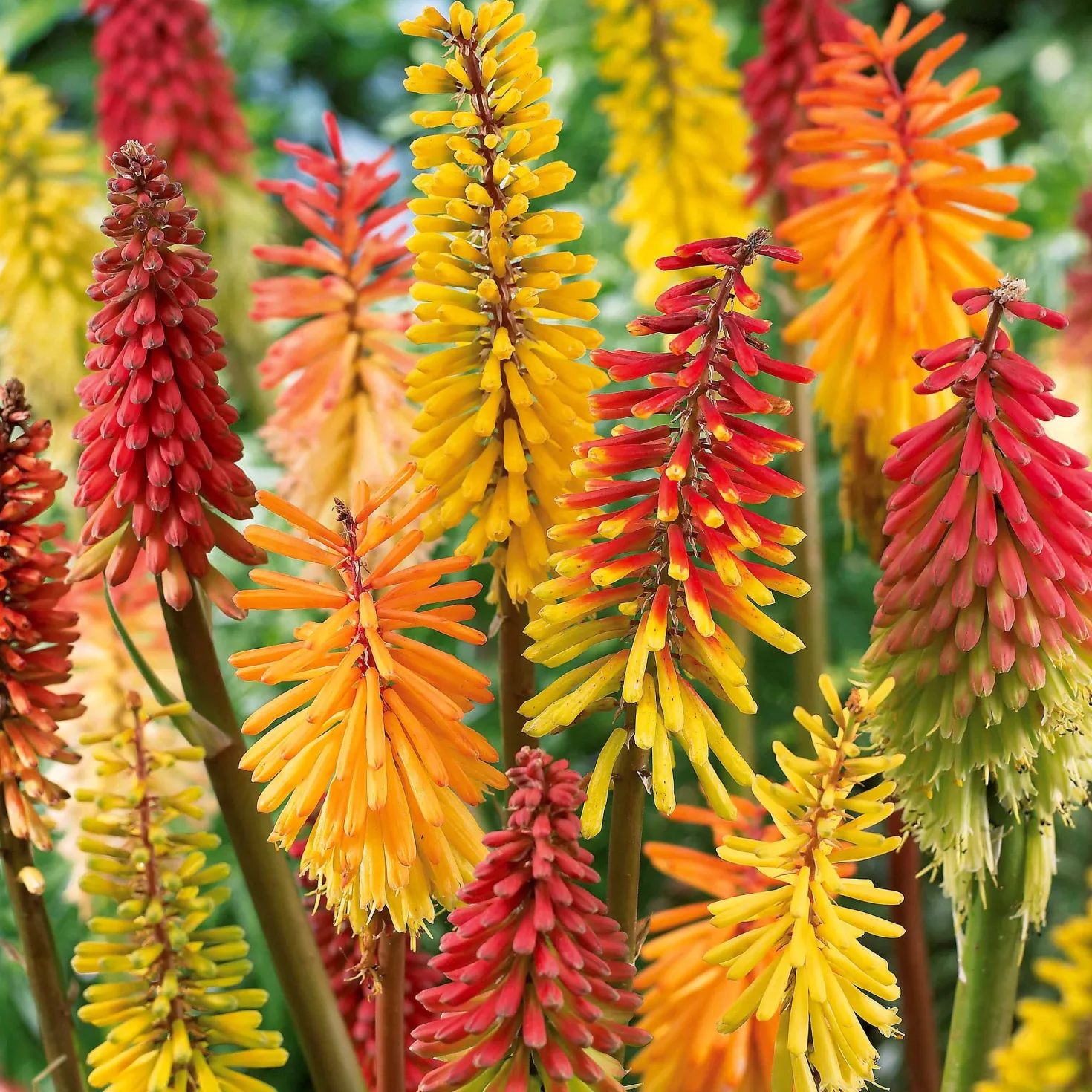 Raketenblumen Mischung (x3) - Flammende Farben im Beet