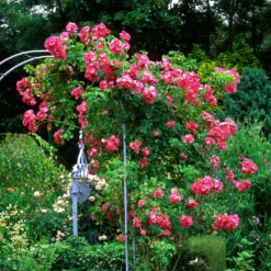 Ramblerrose American Pillar - Blütenwand im Handumdrehen