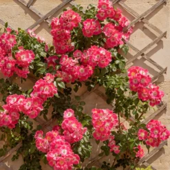 Ramblerrose American Pillar - Blütenwand im Handumdrehen