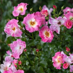 Ramblerrose American Pillar - Blütenwand im Handumdrehen