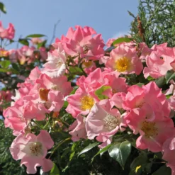 Rambler-Rose Kew Rambler - Blütenwand voller Duft