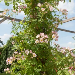 Rambler-Rose Kew Rambler - Blütenwand voller Duft