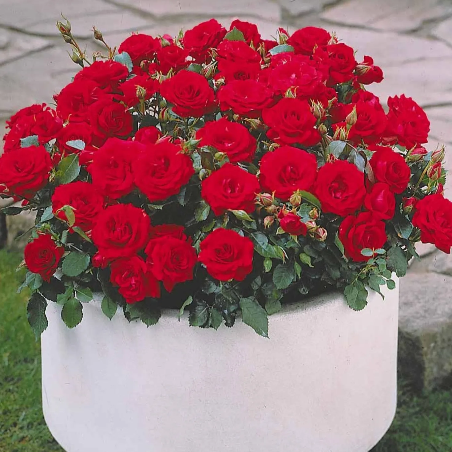 Randilla-Mini-Rosen: rot + gelb + rosa (x3) - Drei Farben, ein Blickfang