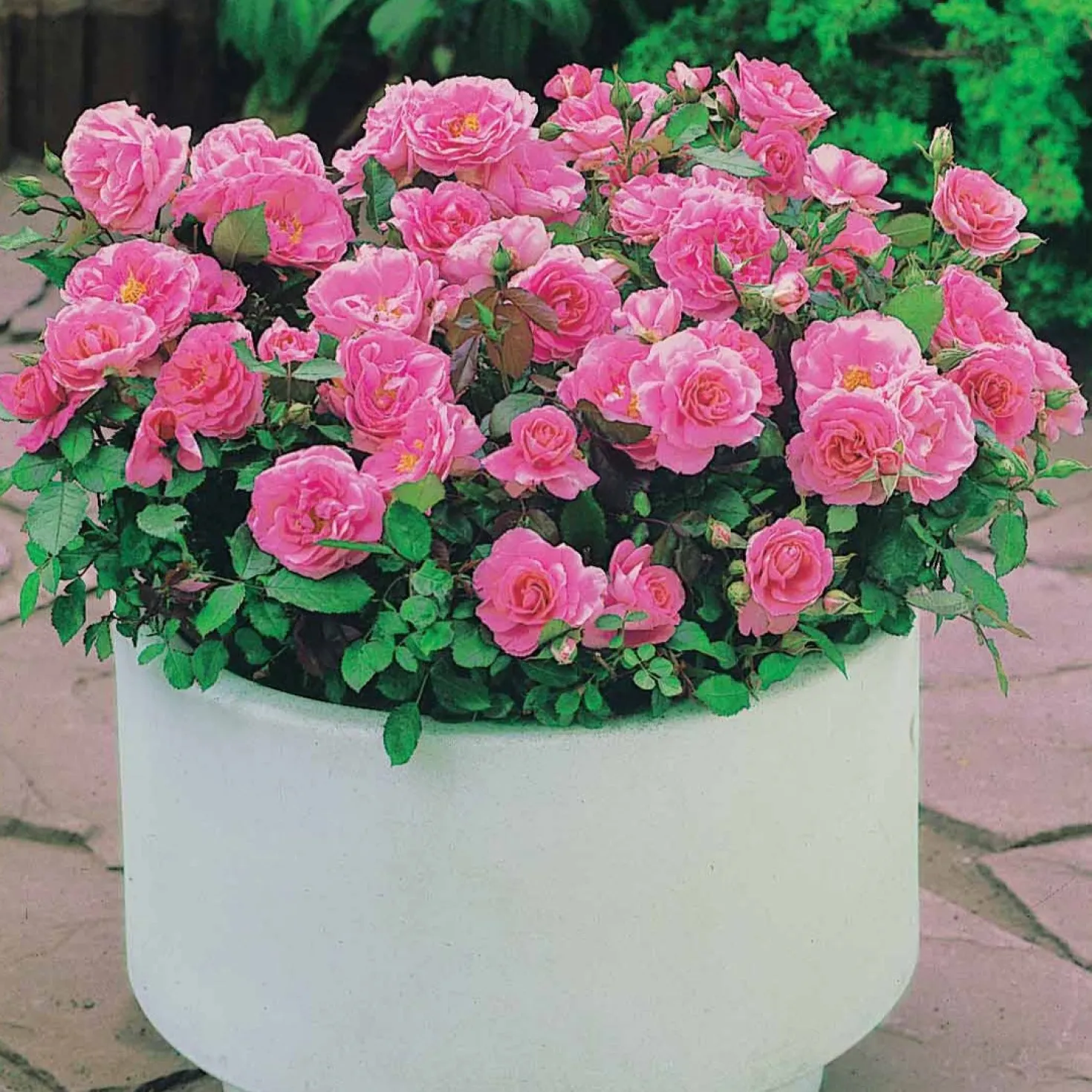Randilla-Mini-Rosen: rot + gelb + rosa (x3) - Drei Farben, ein Blickfang