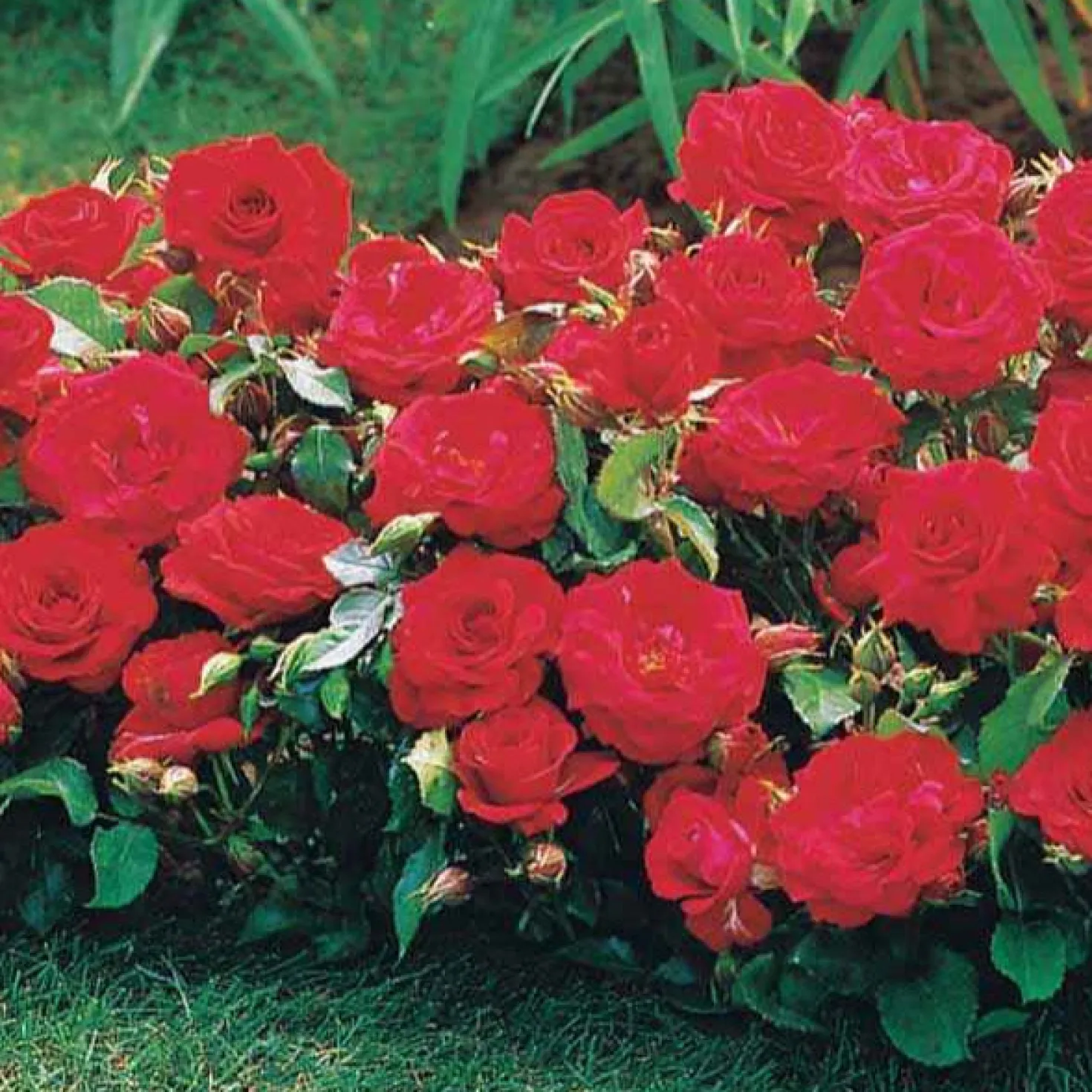Randilla-Mini-Rosen: rot + gelb + rosa (x3) - Drei Farben, ein Blickfang