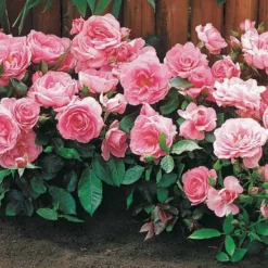 Randilla-Mini-Rosen: rot + gelb + rosa (x3) - Drei Farben, ein Blickfang
