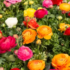 Ranunkel Mischung - Volle Blüten, echter Wow-Effekt