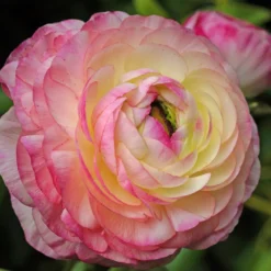 Ranunkel Picotee Pink (x12) - Rosa Blüten wie gemalt