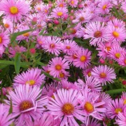 Raublatt-Aster Rudelsburg - Rosa Farbe bis Oktober