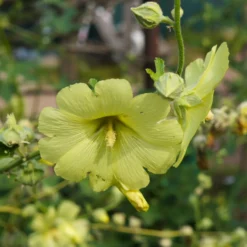 Raue Stockrose gelb - Sonnengelbe Blüten bis 1,5 m