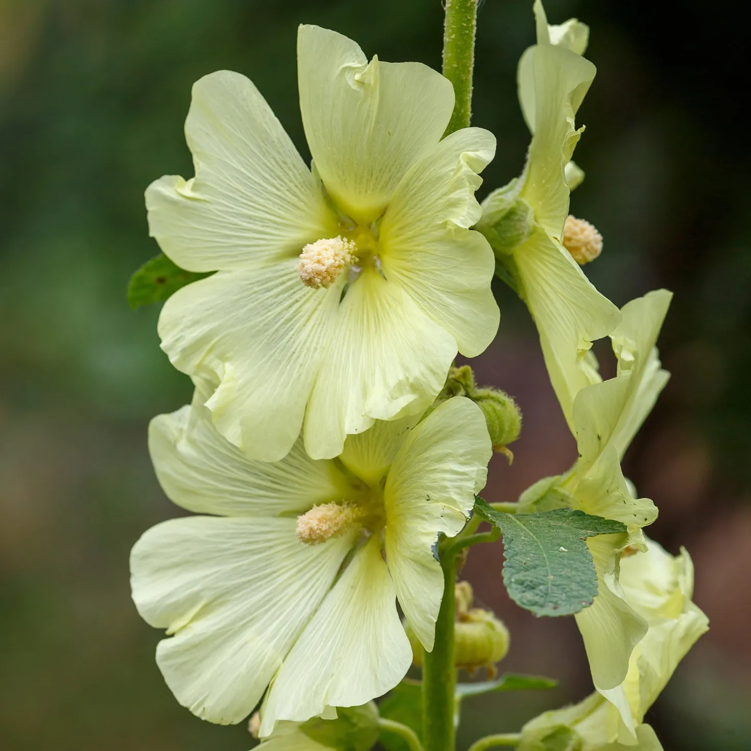 Raue Stockrose gelb - Sonnengelbe Blüten bis 1,5 m