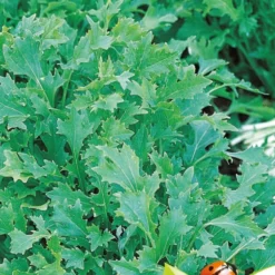 Rübchen-Sprossen 'Mesophylla' Bio - Frische Sprossen in 7 Tagen