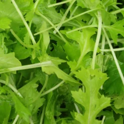 Rübchen-Sprossen 'Mesophylla' Bio - Frische Sprossen in 7 Tagen